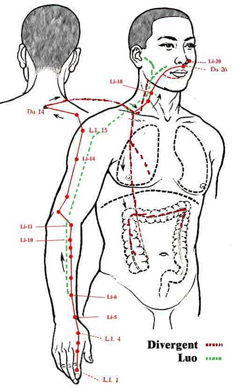 Dickdarm Meridian Acupressure Treatment Acupressure Shiatsu Massage Acupressure