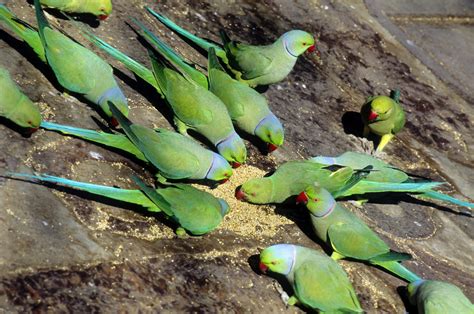 Parakeet African Ringneck Parrot Bird Breeds Central