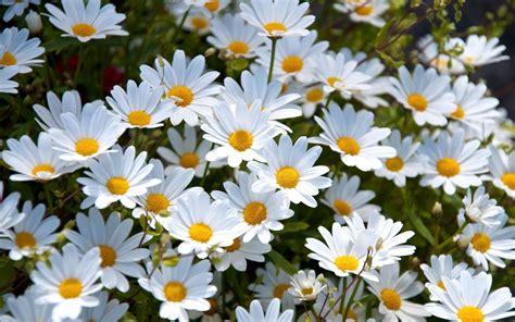 Check The Best Collection Of Daisy Wallpaper High Quality For Desktop Laptop Tablet And Mobile