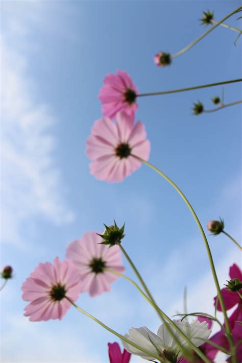 1920x1080 Resolution Worms Eye View Of Pink Flowers During Daytime