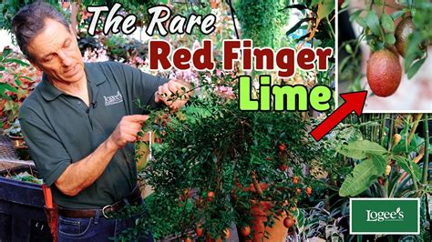The Rare Red Finger Lime ~ Australian Red Lime Citrus Australasica Hybrid Youtube