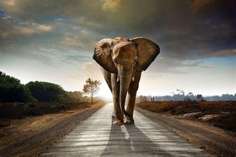 Elephant Walking On The Road Hdr 8k Hd Animals 4k