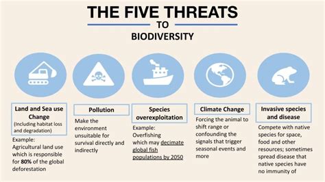 Biodiversity Loss In Numbers The 2020 Wwf Report Earthorg Past