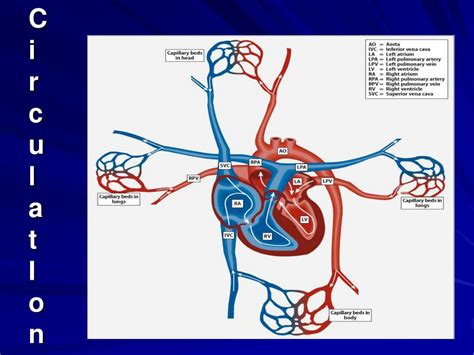 Ppt Hemodynamic Monitoring For The Respiratory Therapist Powerpoint