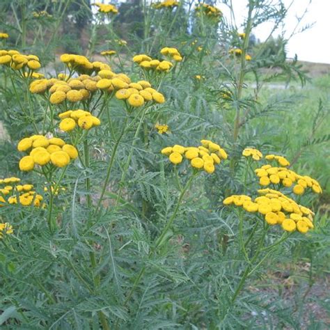 Washington State Noxious Weed Control Board