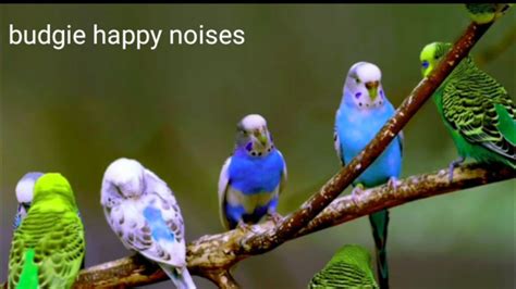 Budgies Singing Budgie Noises Budgies Chirping Budgie Sounds Happy