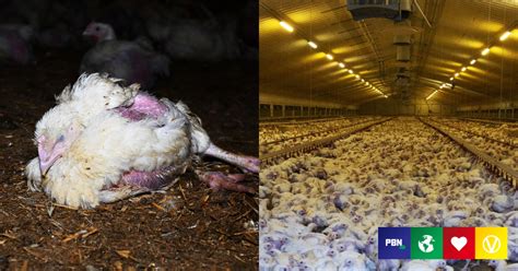 Morrisons Chicken Supplier Slammed For Cruel ‘franken Chickens Vegan