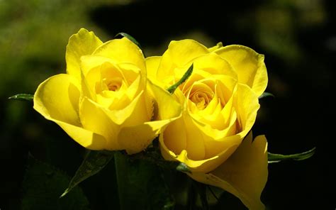 Yellow Rose Wallpaper Iphone Pink Rose Flower Wallpaper 62 Pictures