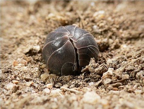 10 Facts About Rolly Pollies Facts Of World