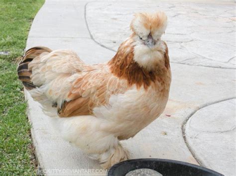 Chicken Haircut By Scythickitty On Deviantart