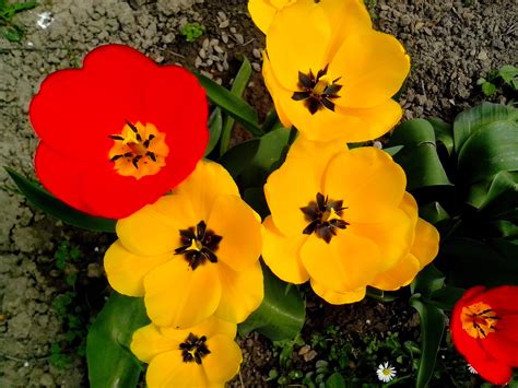 We did not find results for: Free picture: red, tulip, flower, yellow flowers, garden
