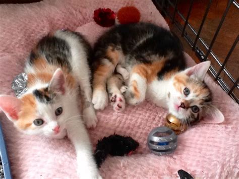 Adopting a free kitten is admirable, but not so free as you may think. Cat & Kitten Adoption Event In Front Of Unleashed Today