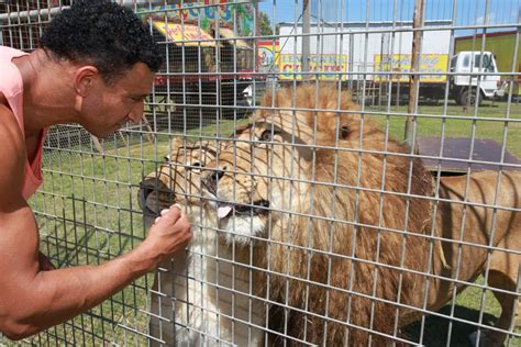 Circus Lion Trainer Offended By Animal Cruelty Claims The Courier Mail