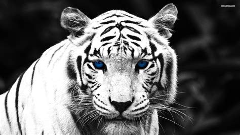 The Best 30 Animals Cool Blue Tiger Wallpaper Estrelaspessoais