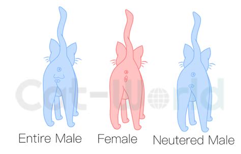 How To Determine The Sex Of A Cat Cat World