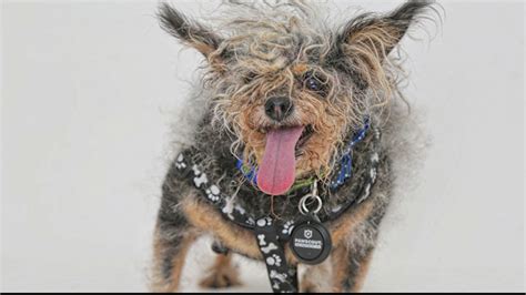 Scamp The Tramp Wins Worlds Ugliest Dog Contest