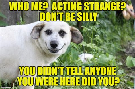 Creepy Dog Meme