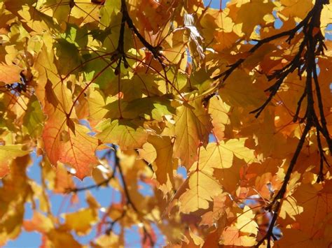 Bright Autumn Maple Foliage In The Sunlight Free Image Download