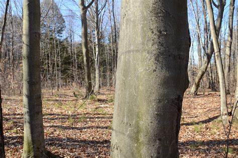 Forests The Blight Of Beech Bark Disease The Adirondack Almanack