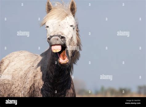 Horse Making Funny Face And Showing Teeth Stock Photo Alamy