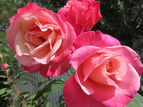 My Very Pretty Pink Roses In My Garden Rose Planting Flowers Flowers