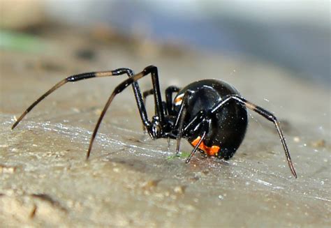 Black Widow Spider Germany Bug Hunt Bodenswasuee