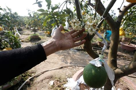 You can grow fruit trees that are happy in colder climates here. The garden of five-fruit trees in Hanoi - News VietNamNet
