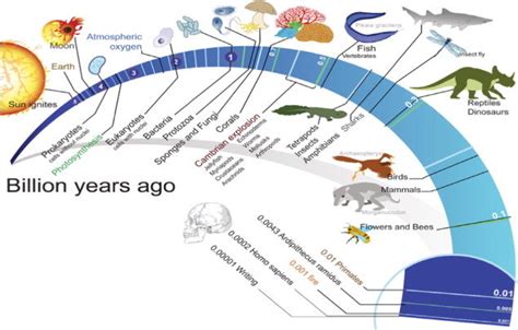 Timeline For History Of Life On Earth Download Scientific Diagram