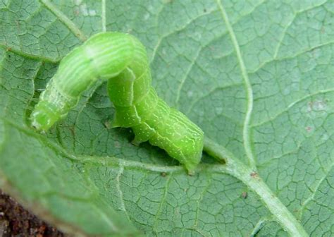 While one of the solanaceous crop is more susceptible, others are resistant to the same evaluation of husbandry, insect pests, diseases and management practices of vegetables cultivated in zoba anseba, eritrea. Cabbage looper | Infonet Biovision Home.