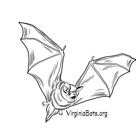 Bat Conservation And Rescue Of Virginia