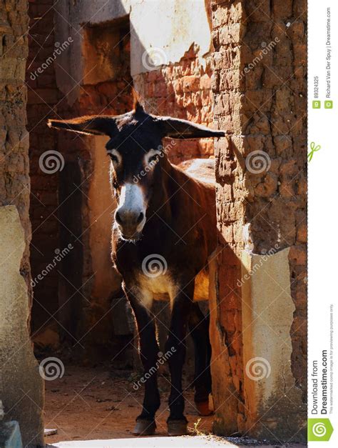 A Brown Donkey In A Doorway Stock Image Image Of Format House 89324325
