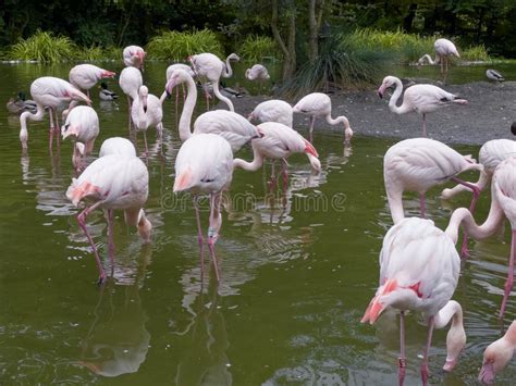 Pink Flamingo Birds Relaxing In A Garden Pond Editorial Stock Image