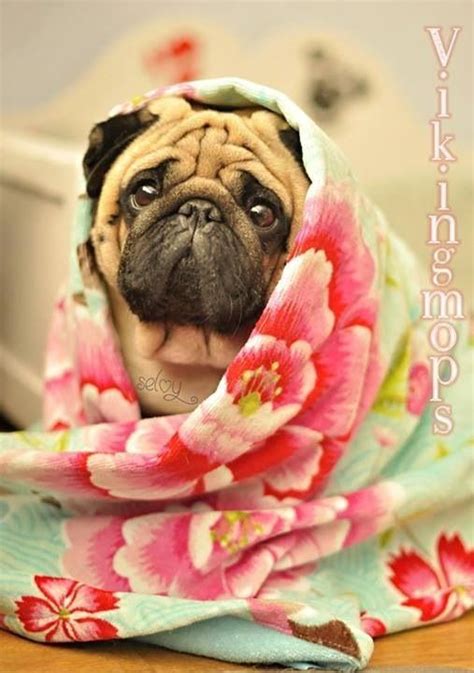 Pretty In Pink Cute Pugs Baby Pug Dog Cute Dogs