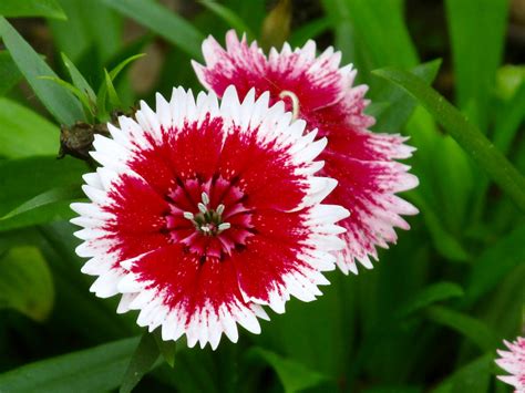 Dianthus | Hardy perennial Dianthus blooming in my garden ...