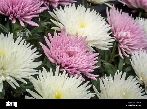 Maksud Bunga Chrysanthemum Putih Emily Fisher