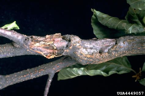 Nectria Canker Genus Nectria