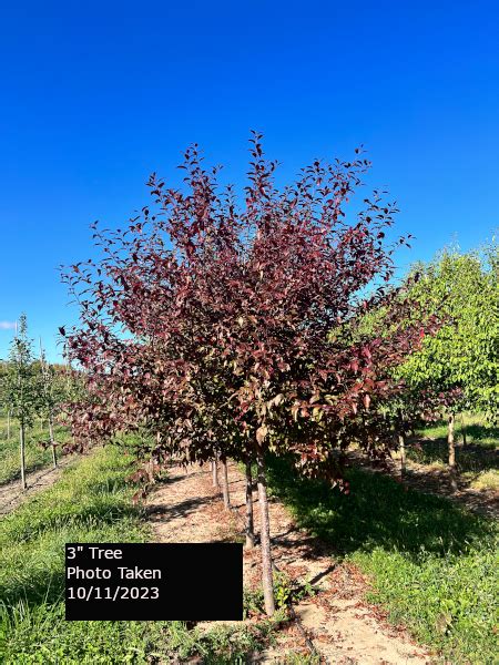 Show Time Crabapple Tree Plant Inventory Goodmark Nurseries