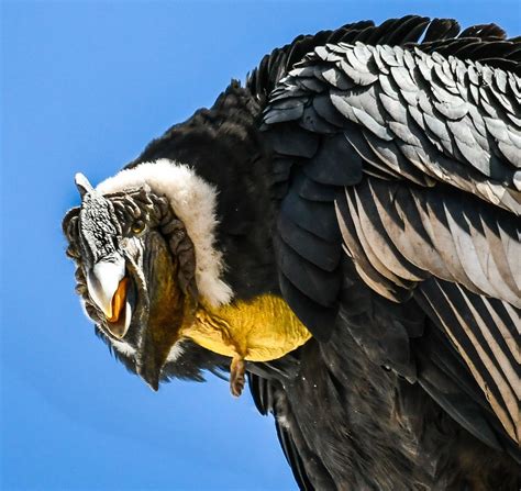 Male Andean Condor Photographed At Ft Elevation In The Andes