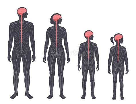 Central Nervous System Stock Vector Illustration Of Body 228676571