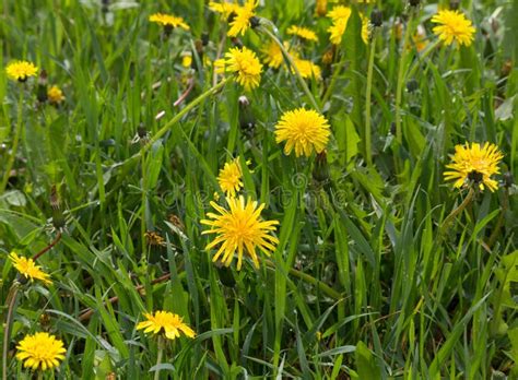 Meadow With Yellow Dandelions Stock Photo Image Of Dandelions Lawn