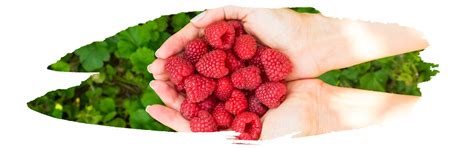 Wild Berry Picking Guide By Season Hamiltons Rv Blog