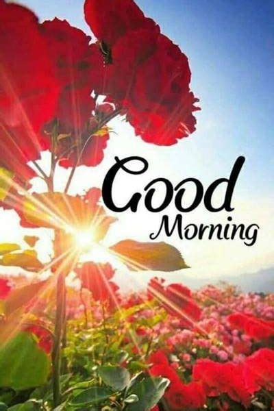 Today i am going to share some beautiful good morning images with flowers and nature to send great wishes to your friends and family. 65 Good Morning Quotes and Wishes with Beautiful Images ...