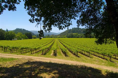 More Vineyard Views From The Pratt Mansion St Helena Ca Napa Valley