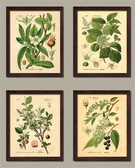 Popular Old Fashioned Plant Botanical Prints Four Brown 8x10 Inch