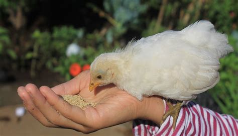 What Do Baby Chicks Eat Complete Guide To Feeding Baby Chickens Dine A Chook
