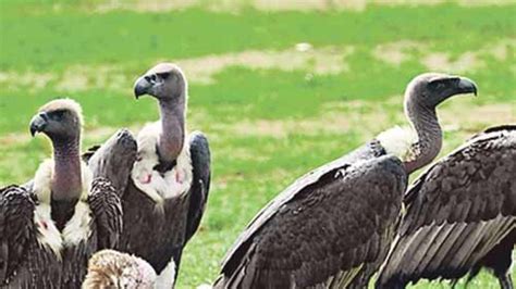 Gujarat State Biotechnology Missions Sex Determination Boosts Vulture