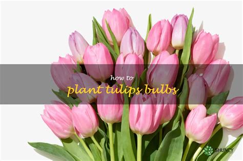 A Step By Step Guide To Planting Tulip Bulbs Shuncy