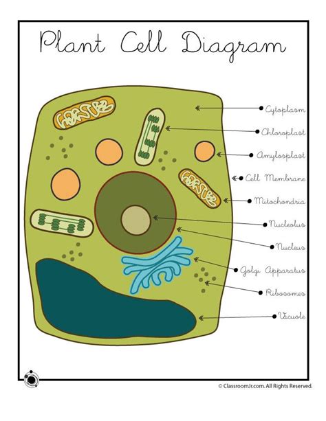5th Grade Plant Cell Diagram Best Of Printable Cell Diagrams Plant Cell