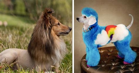 10 Photos Of Doggos With Ridiculously Hilarious Haircuts