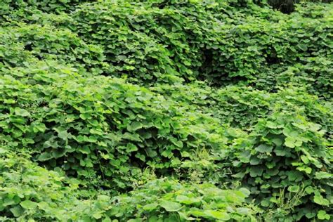 Kudzu Stock Photos Pictures And Royalty Free Images Istock